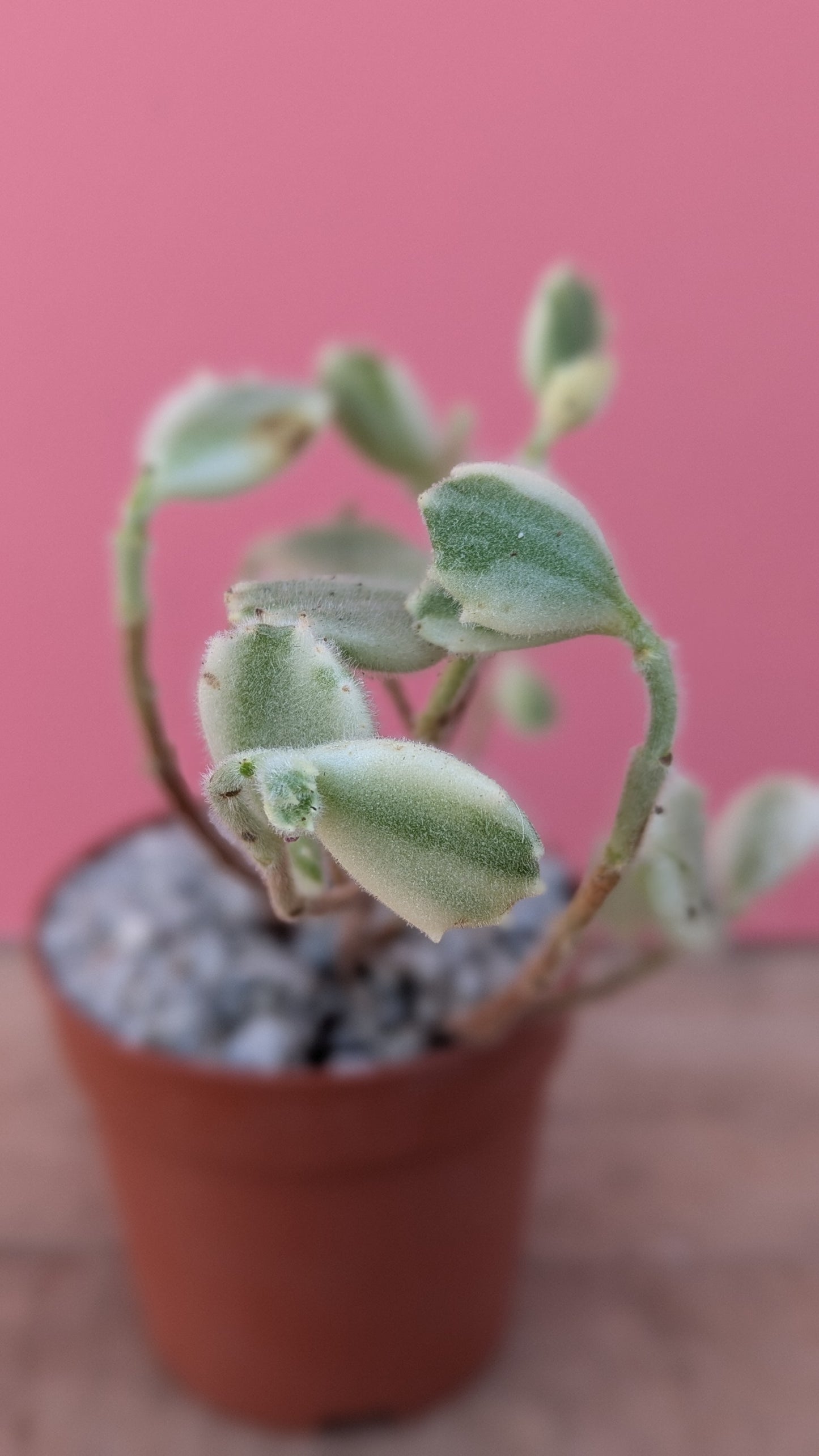 Cotyledon ladismithensis variegata 'Bears Paw'