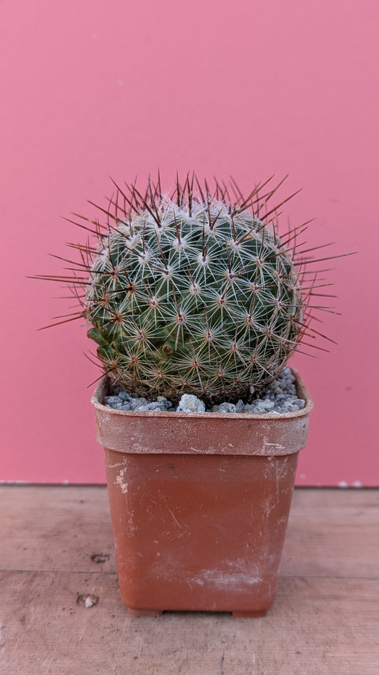 Mammilaria rhodantha