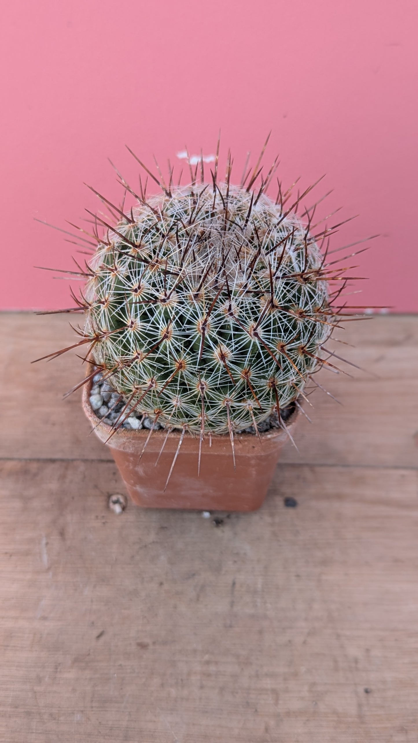 Mammilaria rhodantha