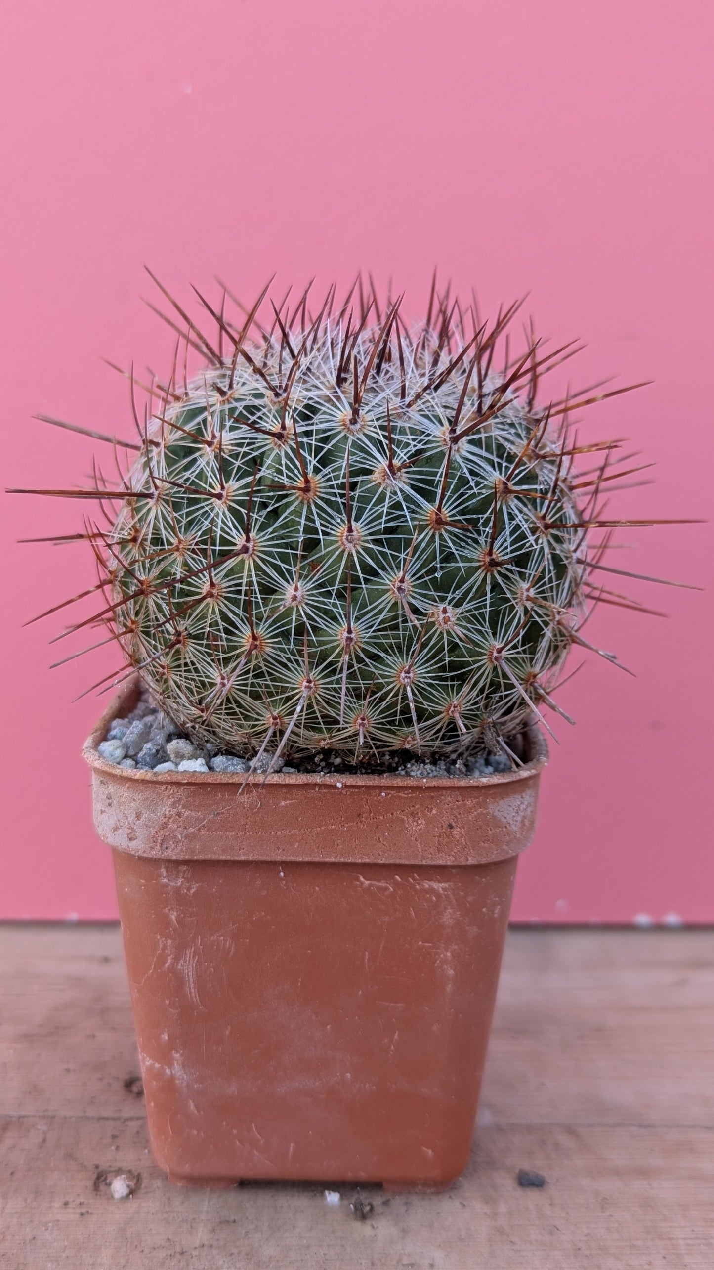 Mammilaria rhodantha