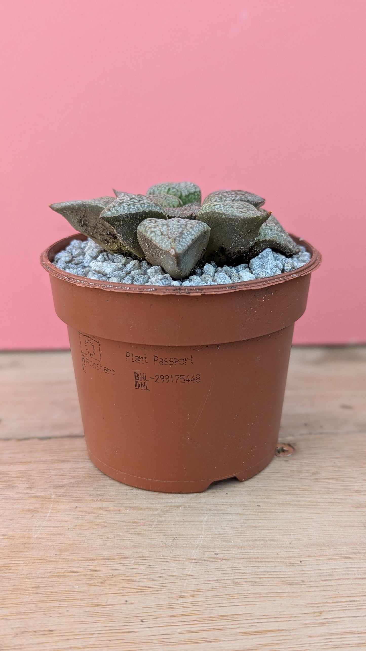 Haworthia picta