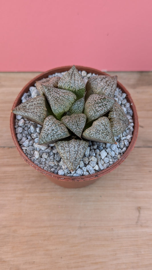 Haworthia picta