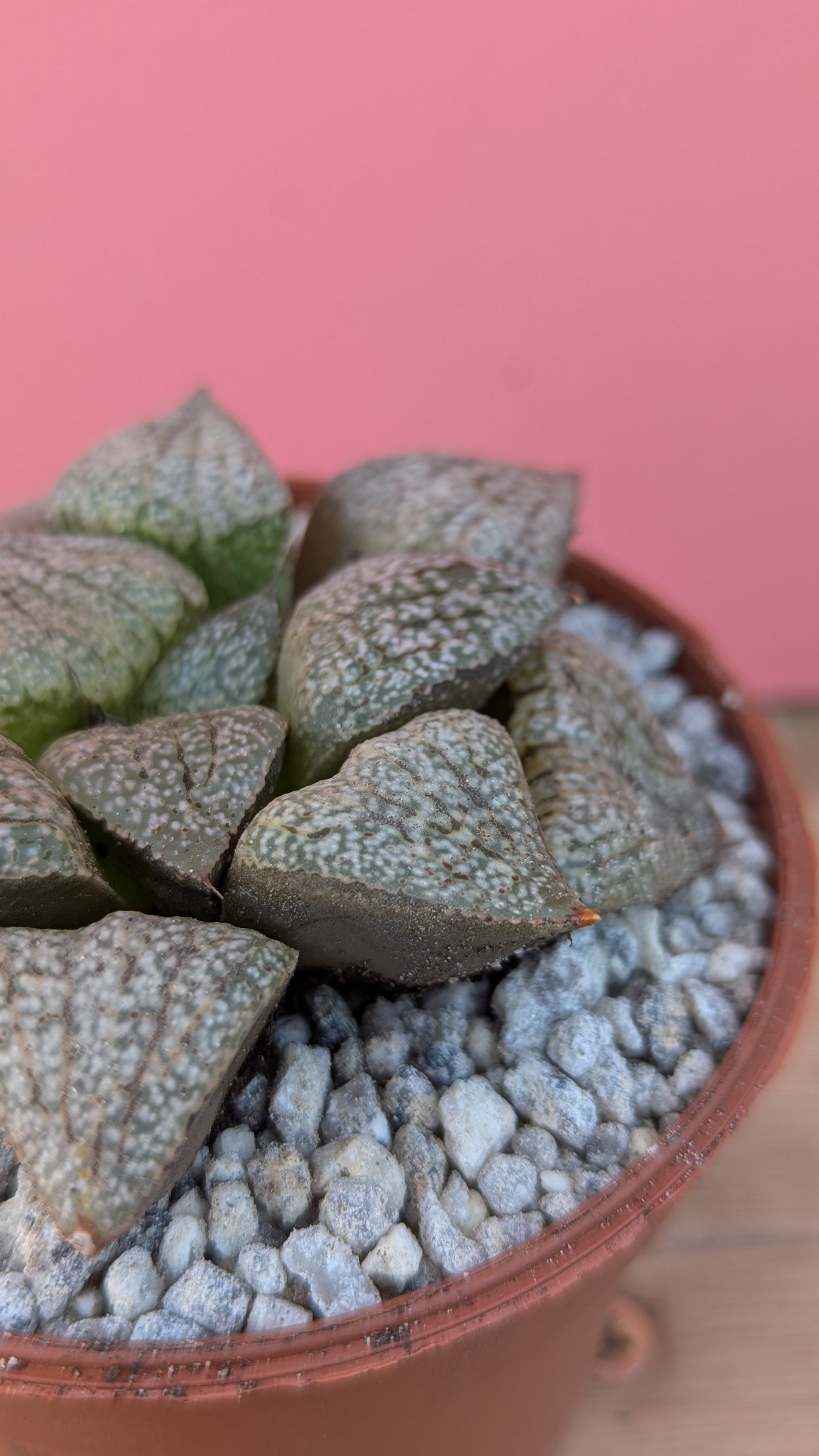 Haworthia picta