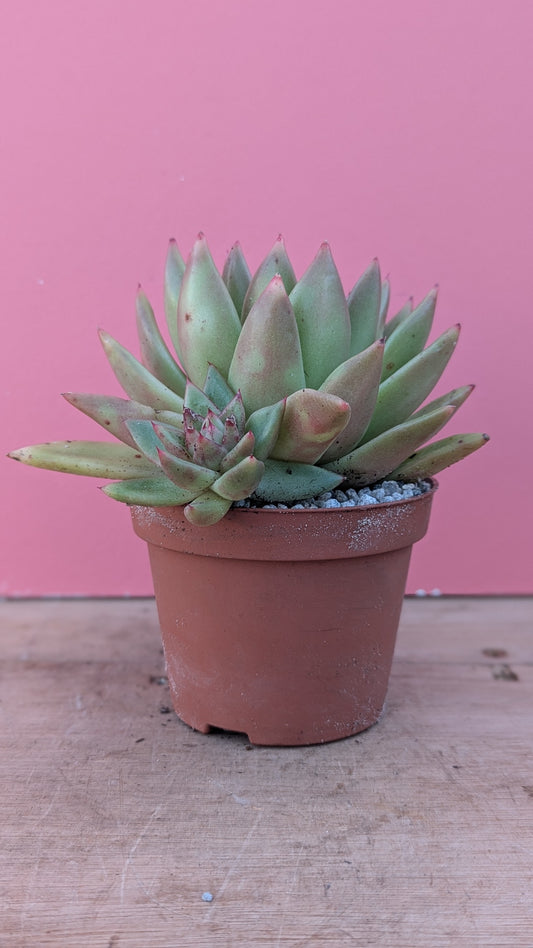 Echeveria gigantea