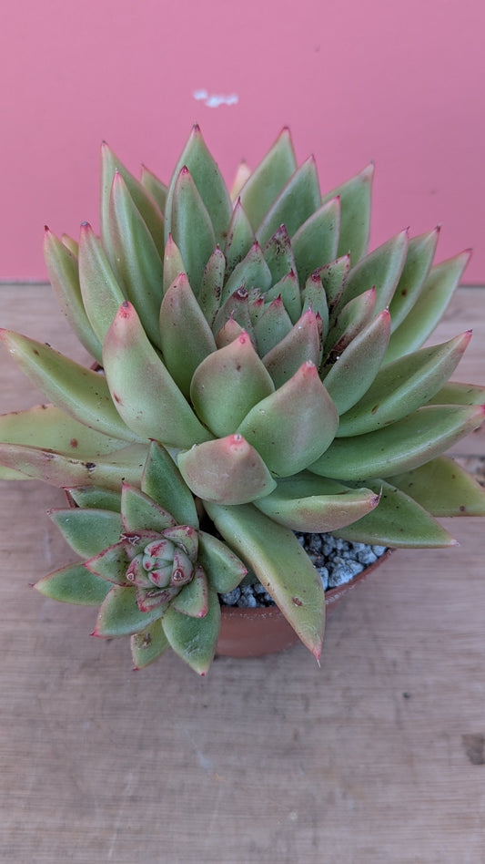 Echeveria gigantea