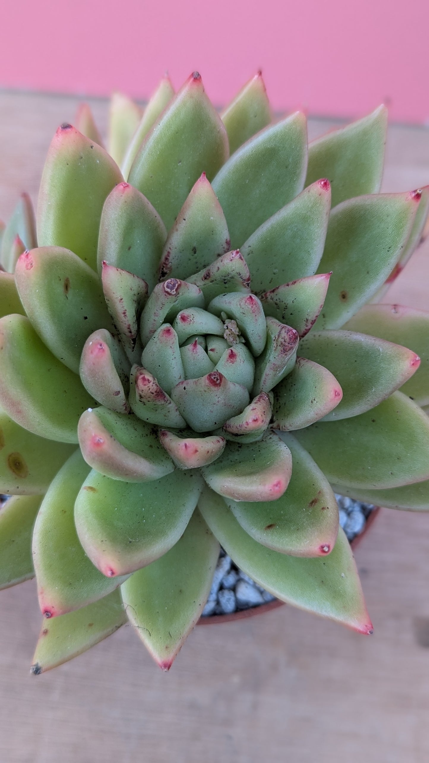 Echeveria gigantea