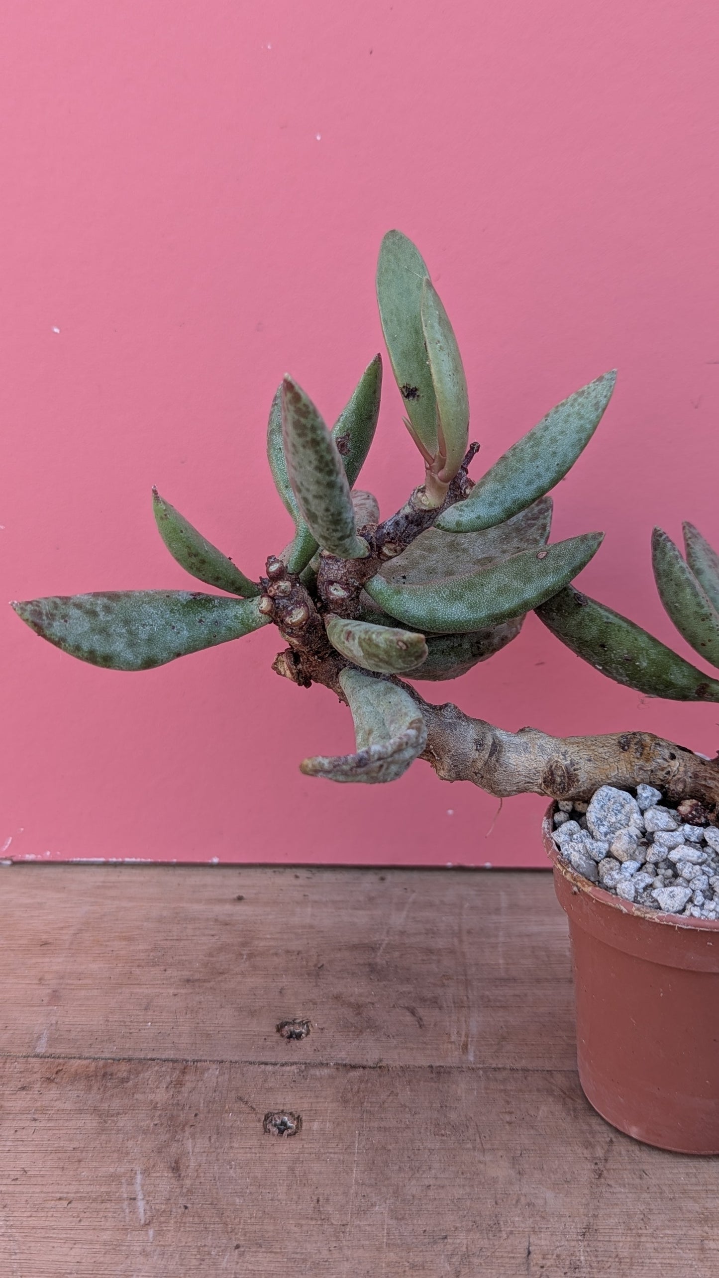 Adromischus filicaulis