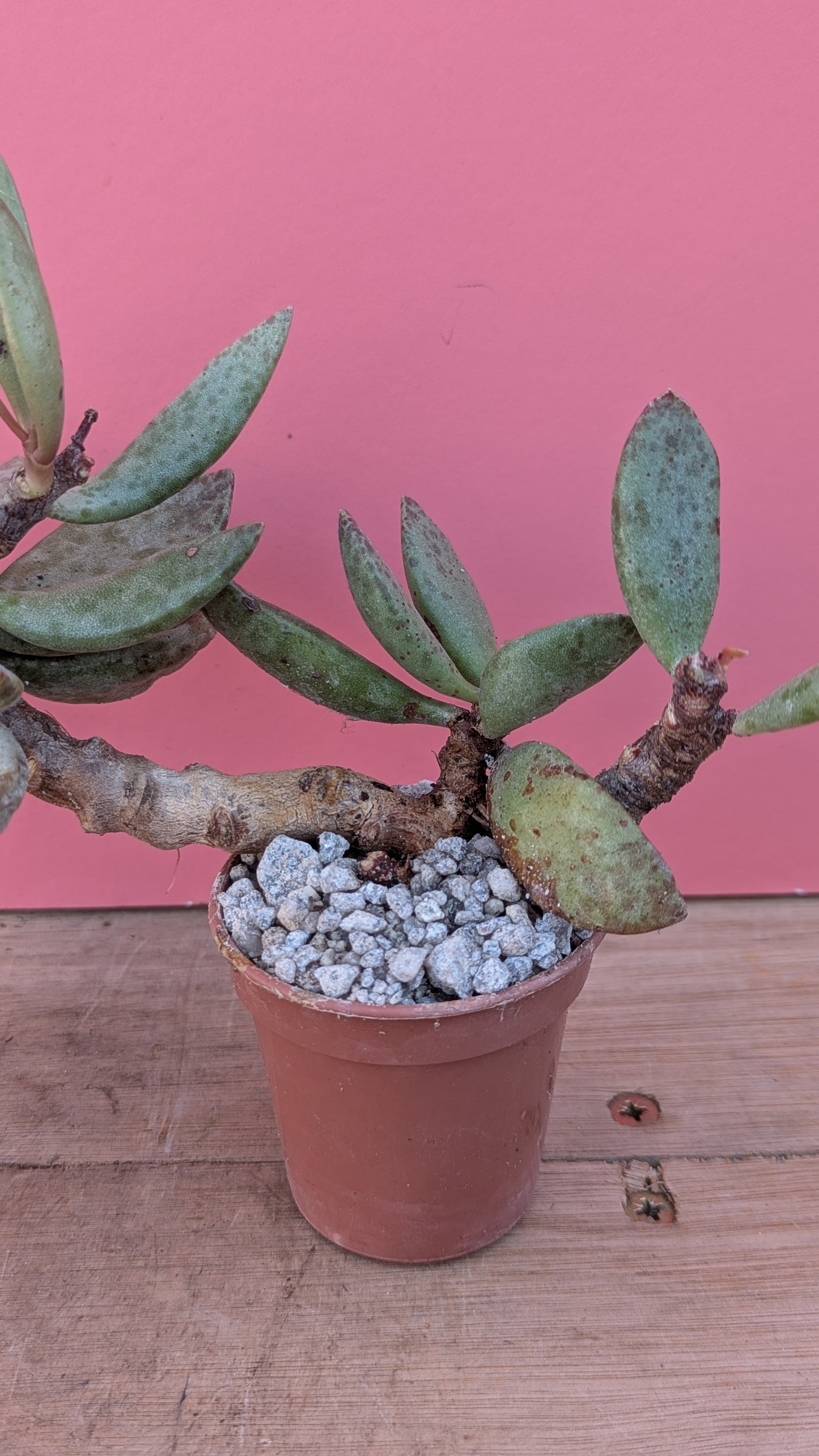 Adromischus filicaulis