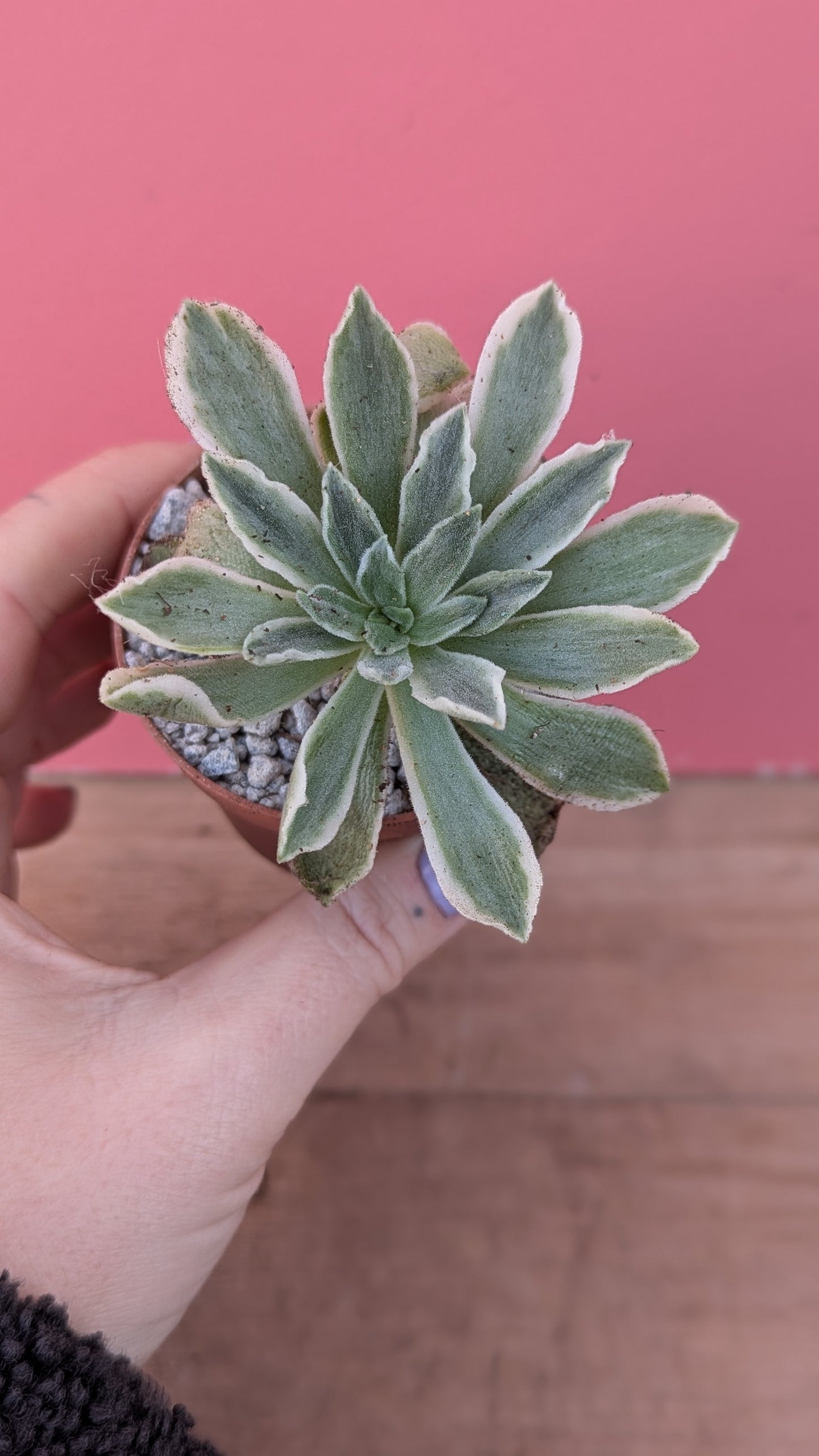 Aeonium 'Ballerina'