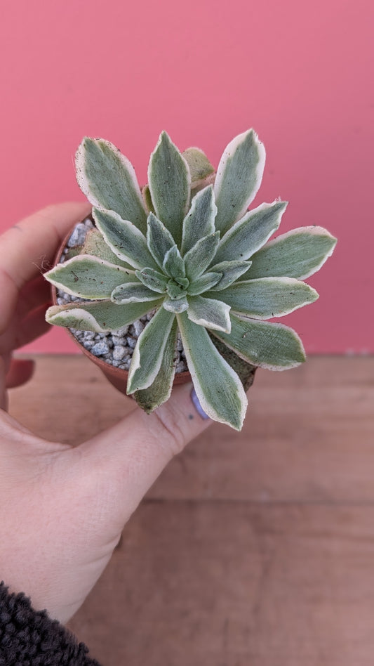 Aeonium 'Ballerina'