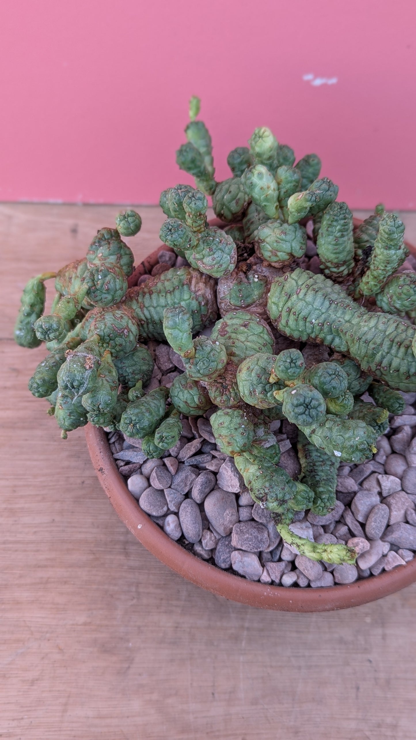 Euphorbia pseudoglobosa XL