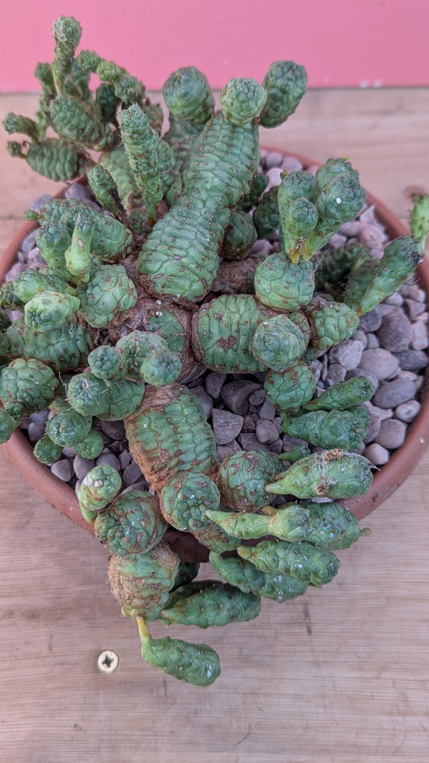 Euphorbia pseudoglobosa XL