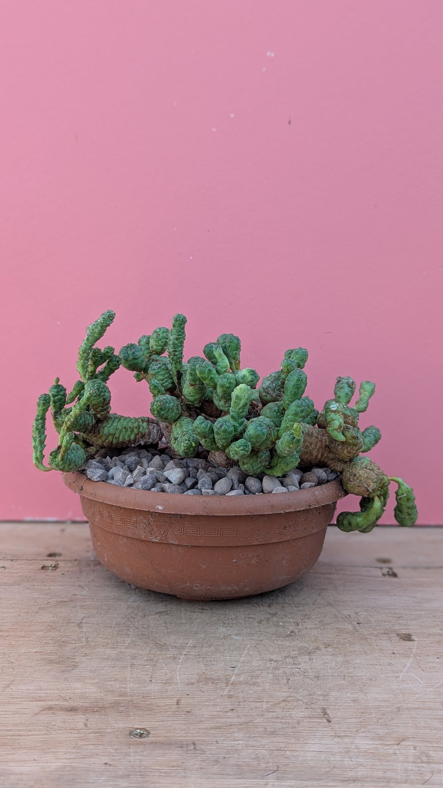 Euphorbia pseudoglobosa XL