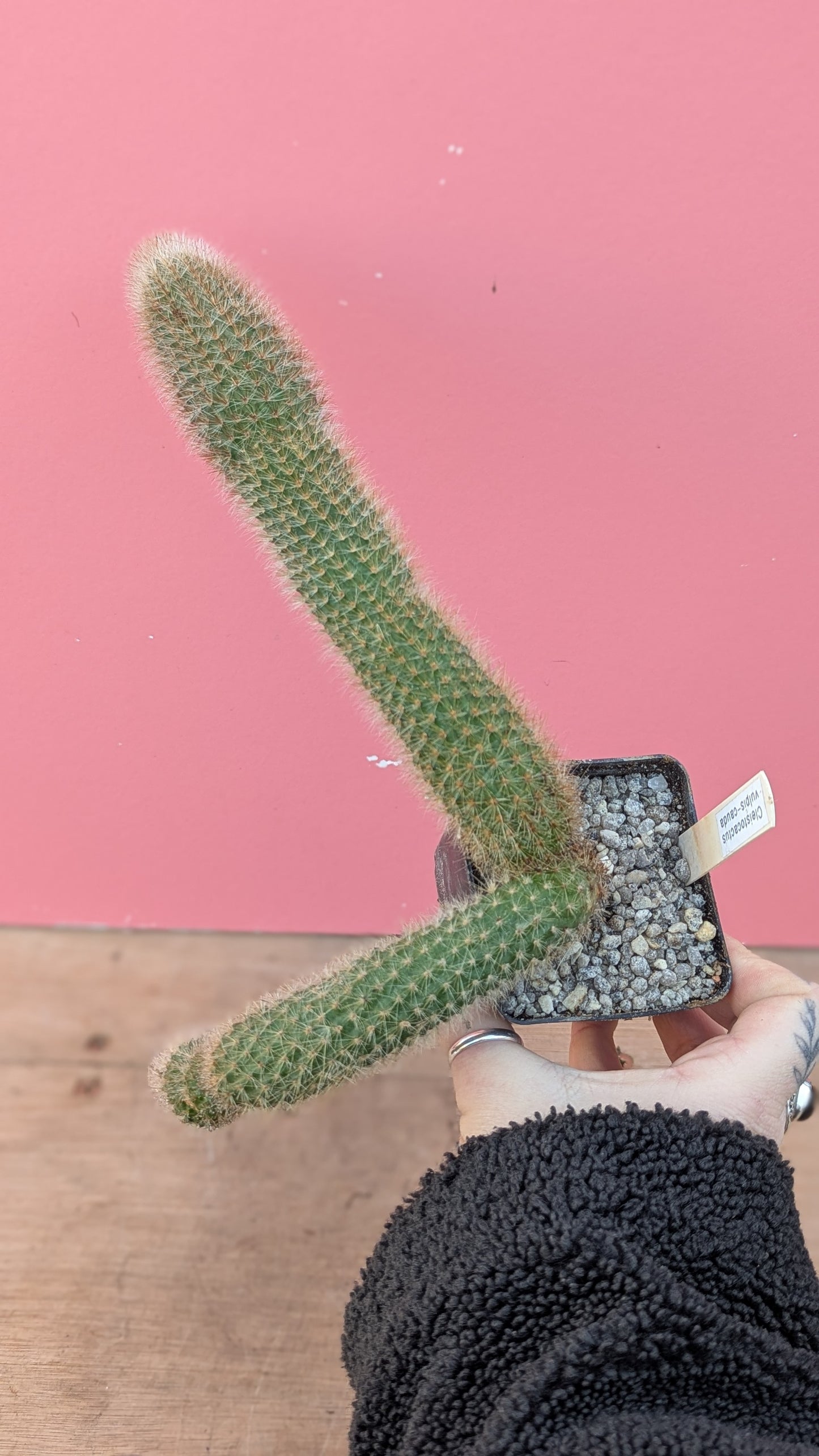 Cleistocactus vulpis-cauda