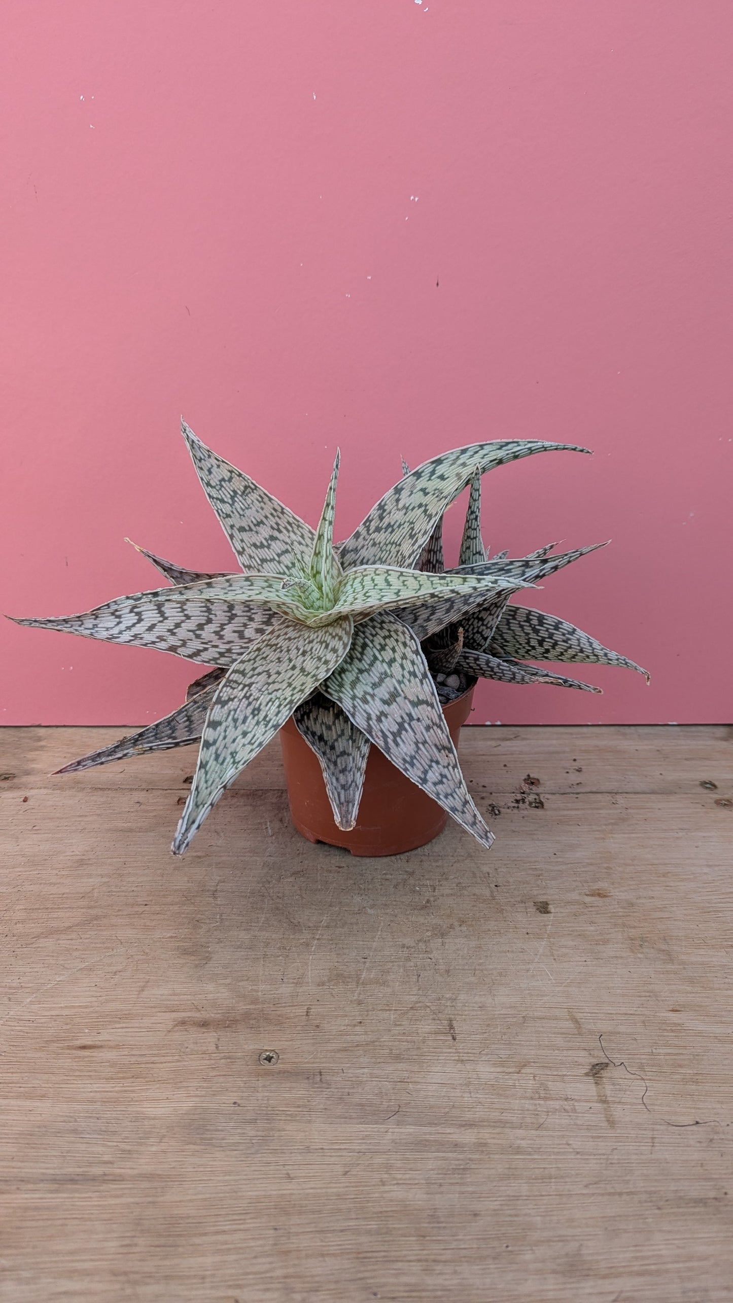 Aloe 'Demi'