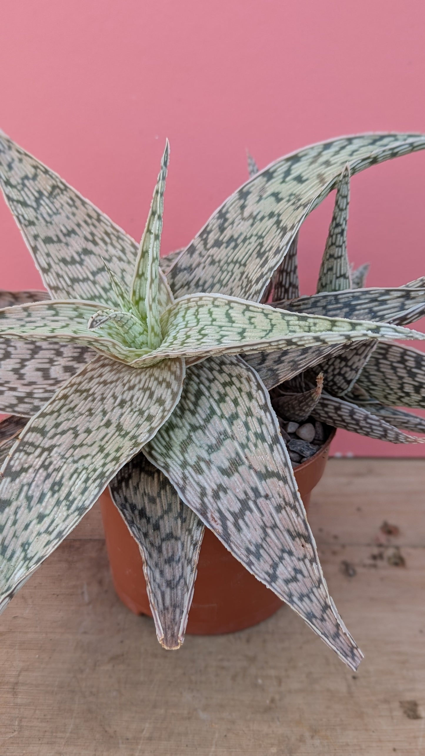 Aloe 'Demi'