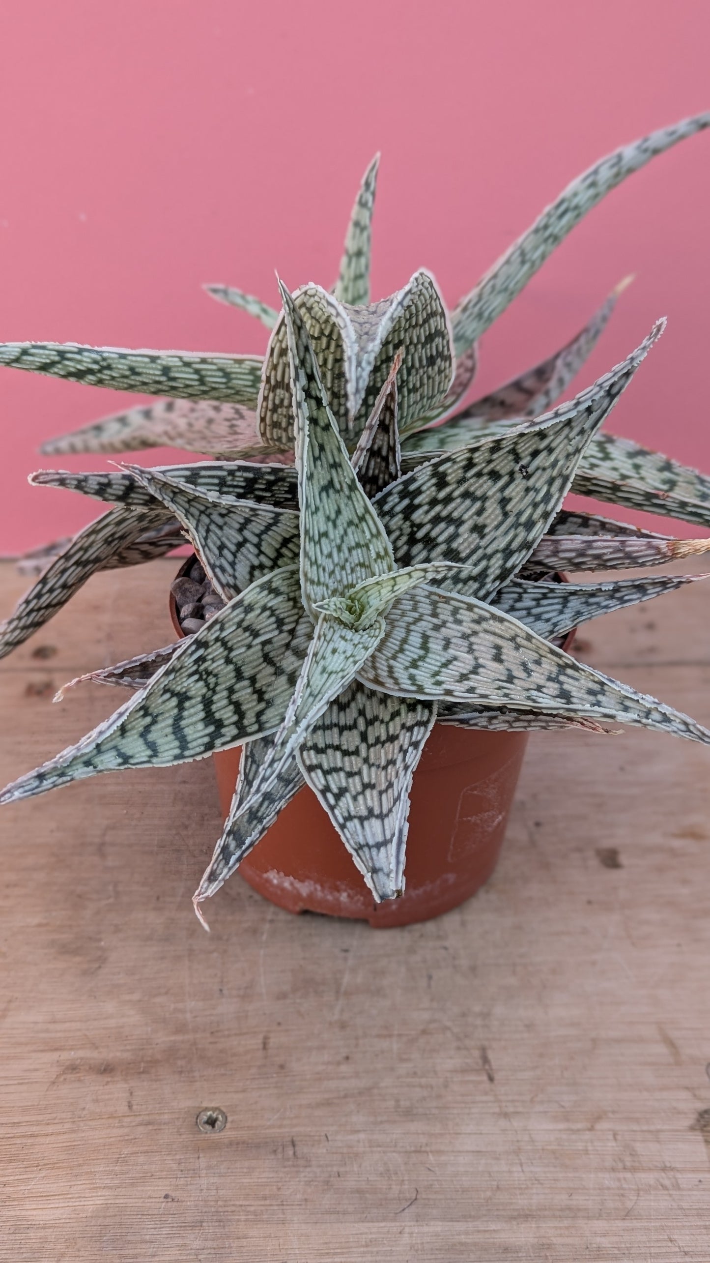 Aloe 'Demi'