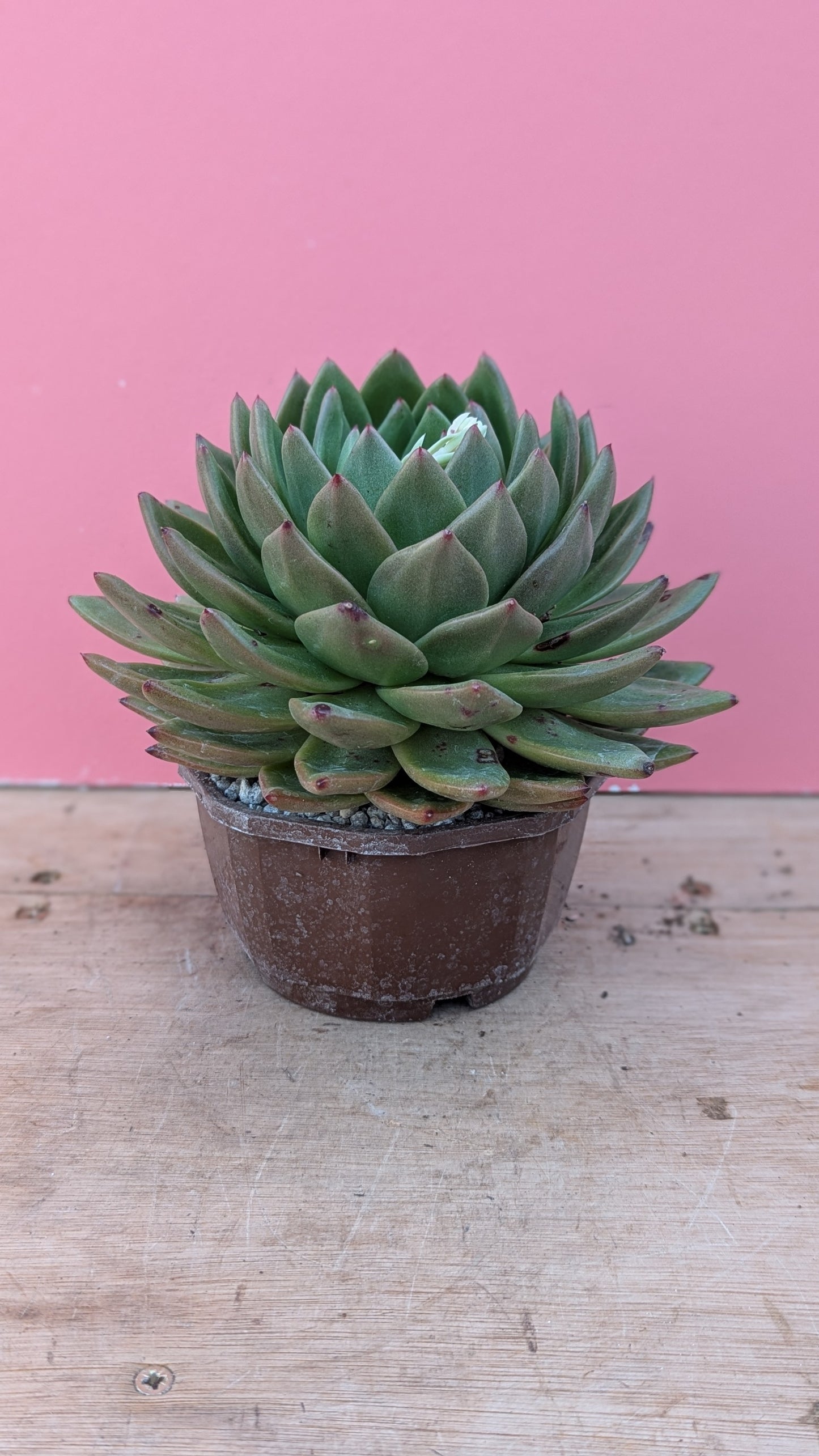 Echeveria 'Lincoln Razzmatazz'