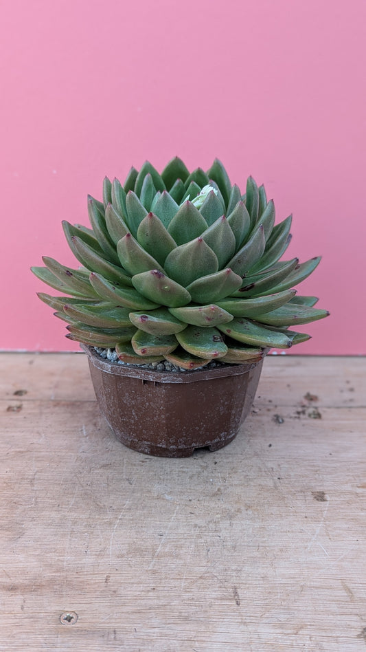 Echeveria 'Lincoln Razzmatazz'