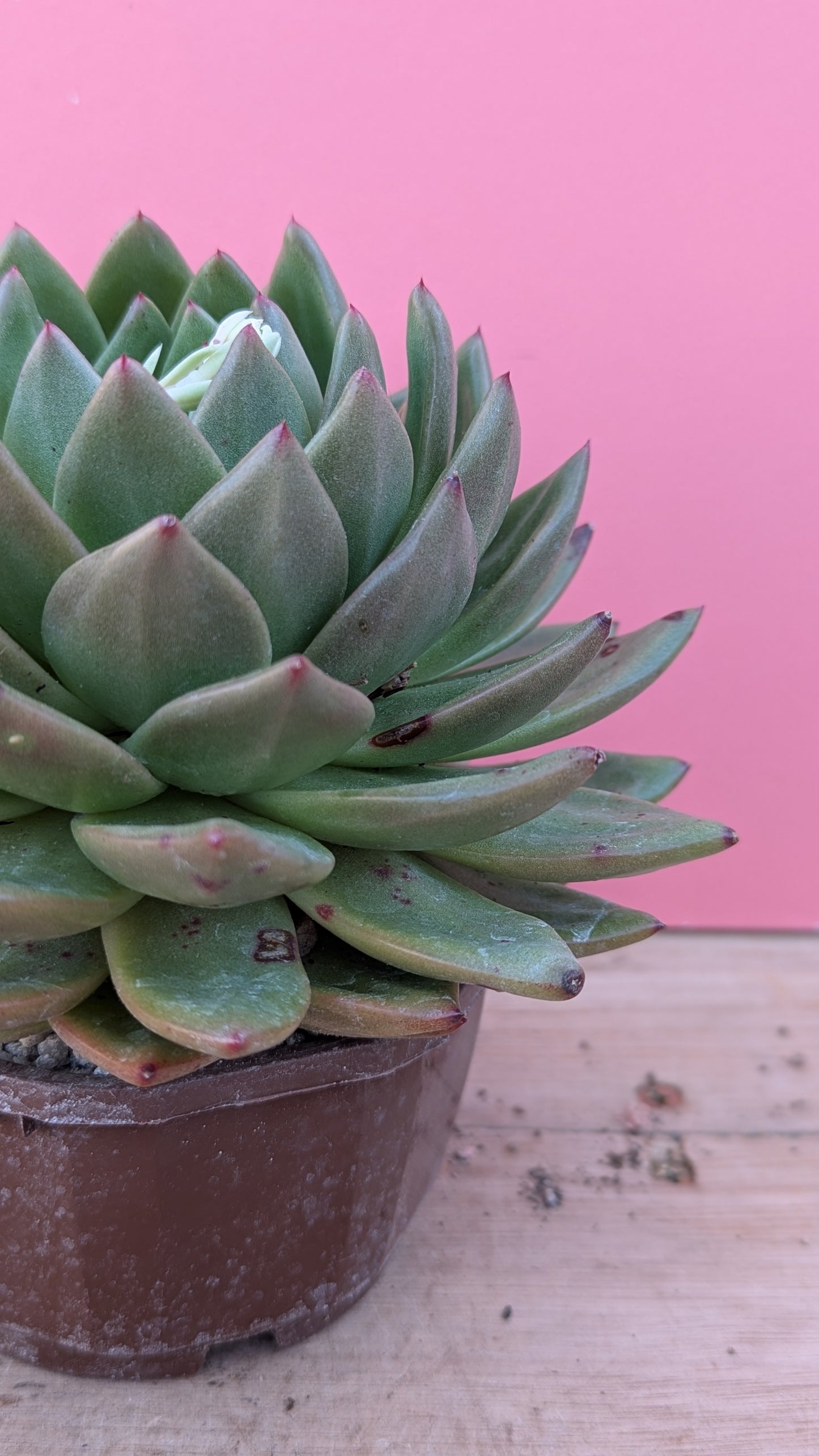 Echeveria 'Lincoln Razzmatazz'