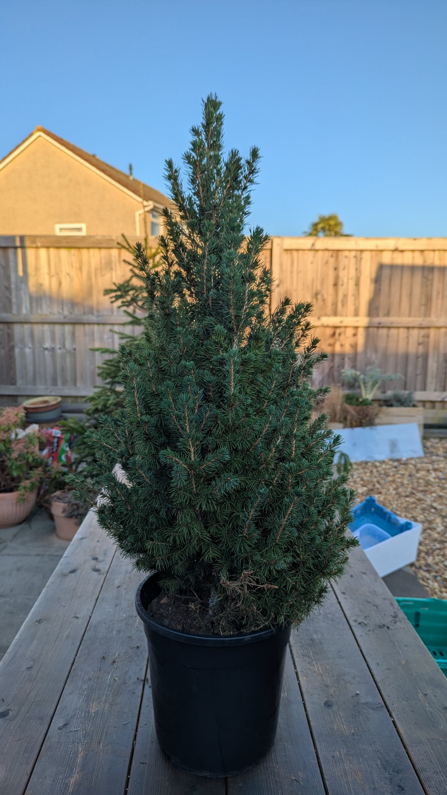 Mini Pine tree