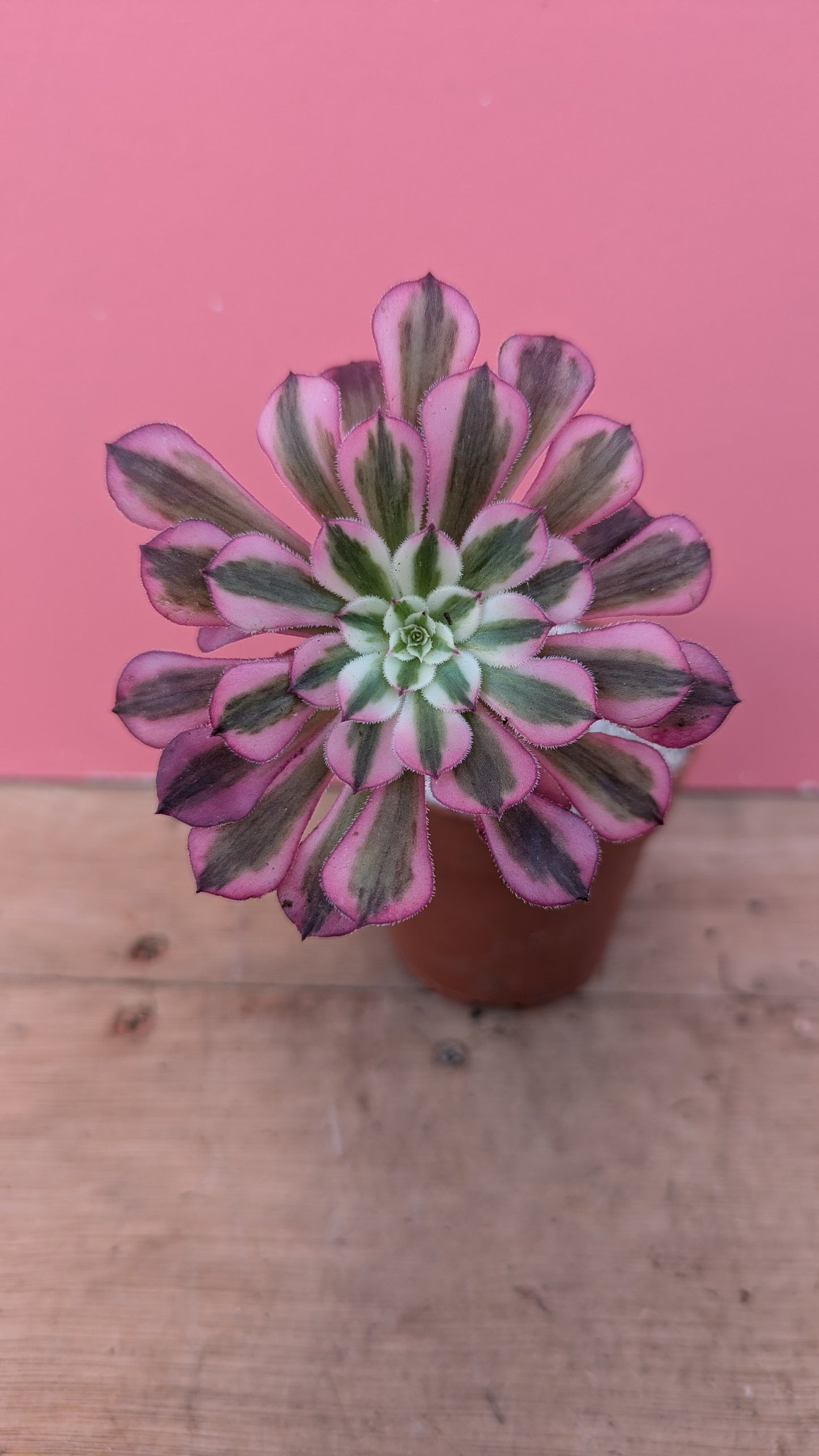 Aeonium 'Medusa'