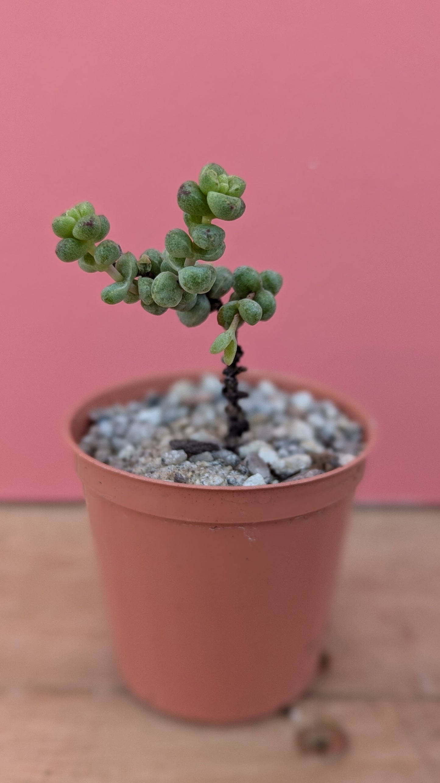 Crassula 'Baby Surprise'