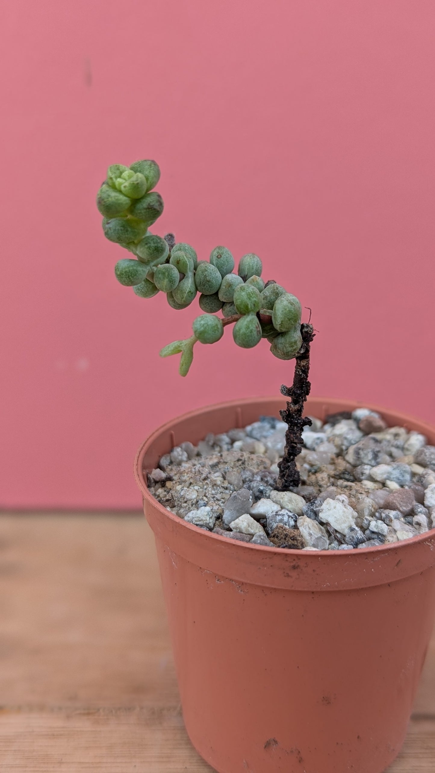 Crassula 'Baby Surprise'