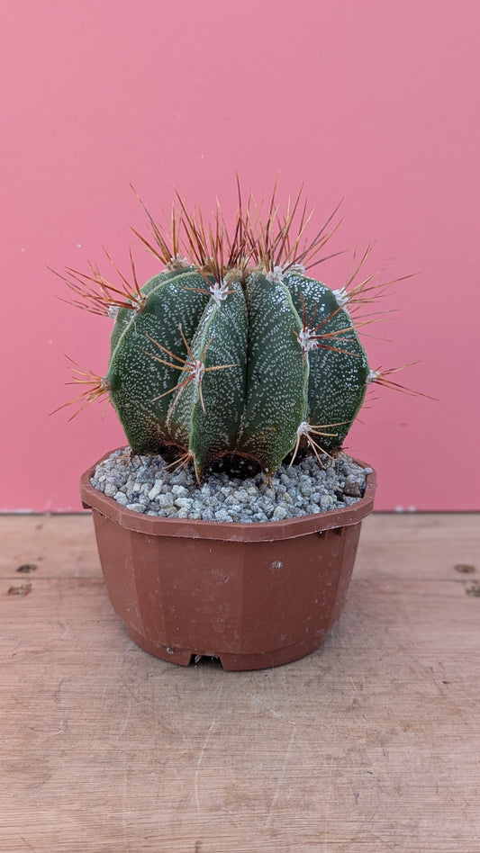 Astrophytum ornatum v. mirbelii