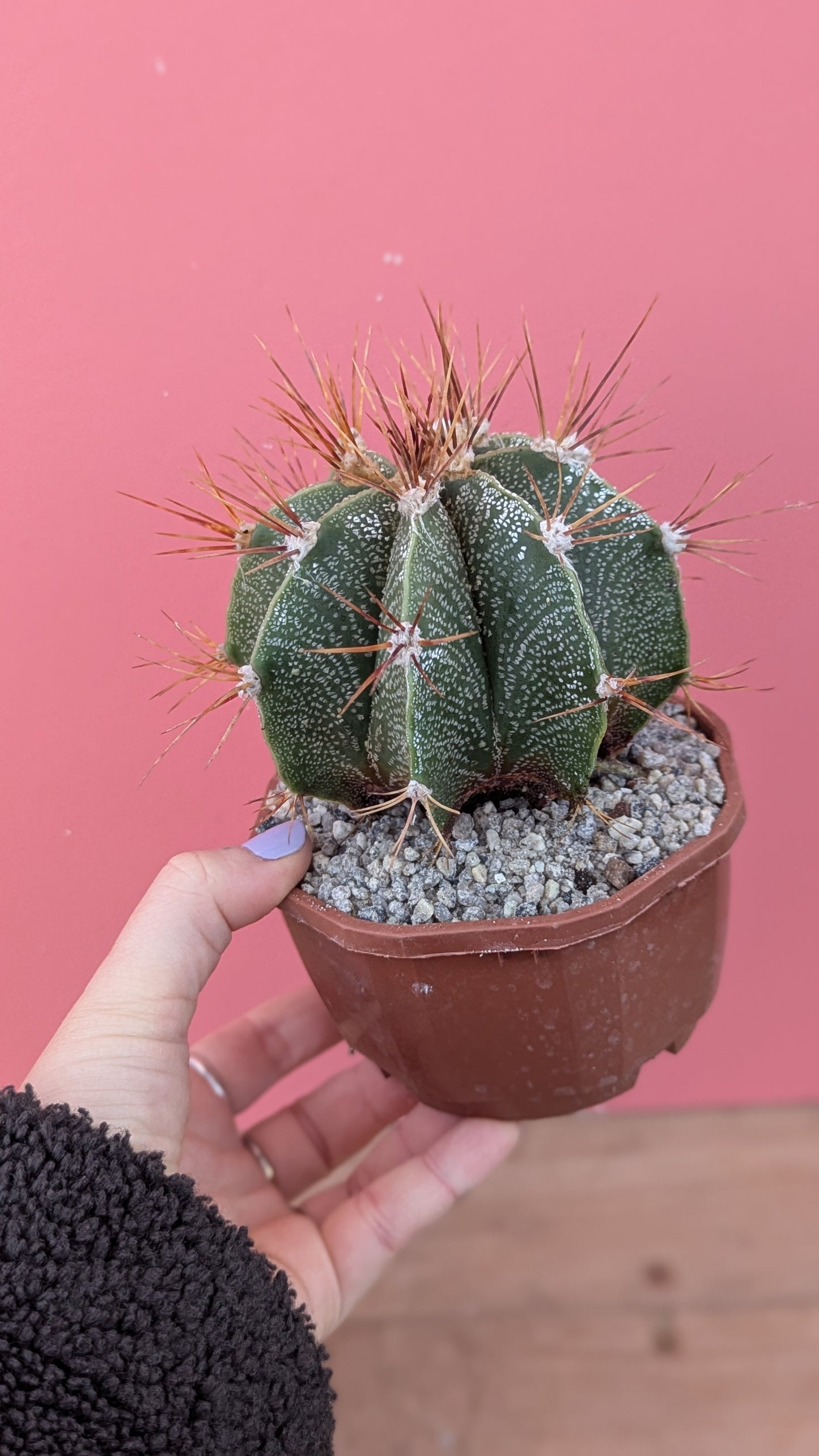 Astrophytum ornatum v. mirbelii