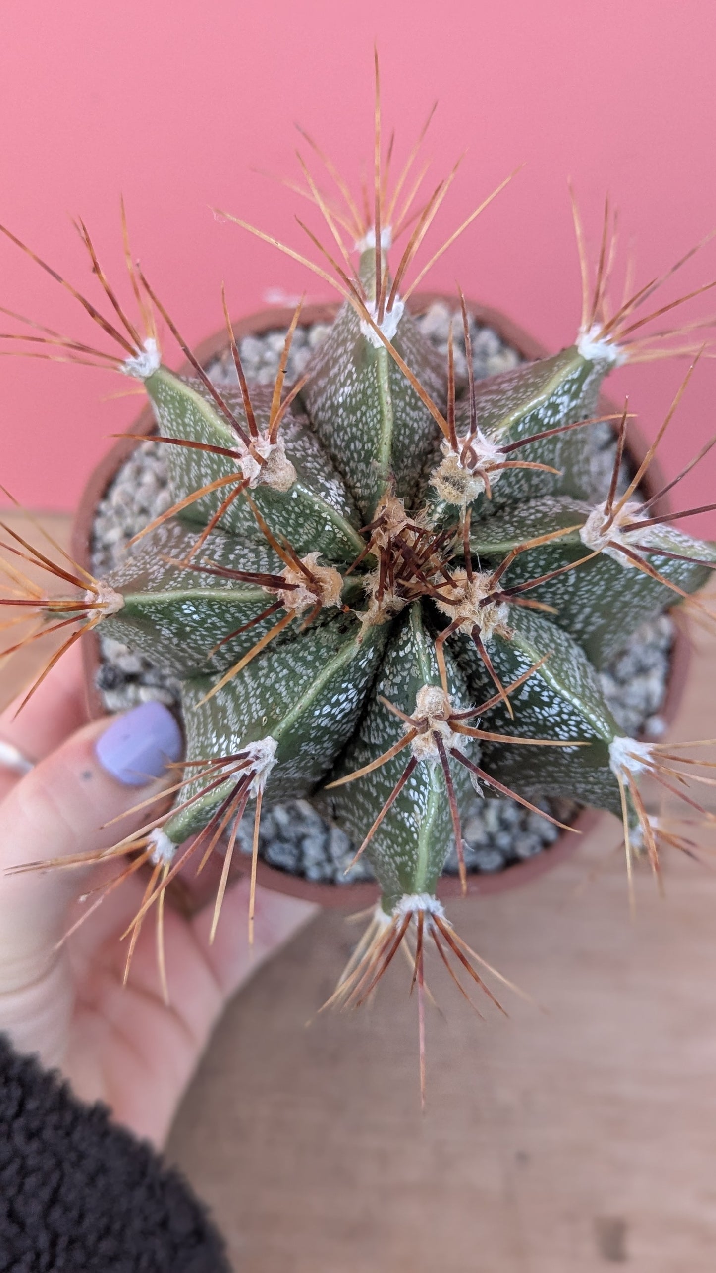 Astrophytum ornatum v. mirbelii