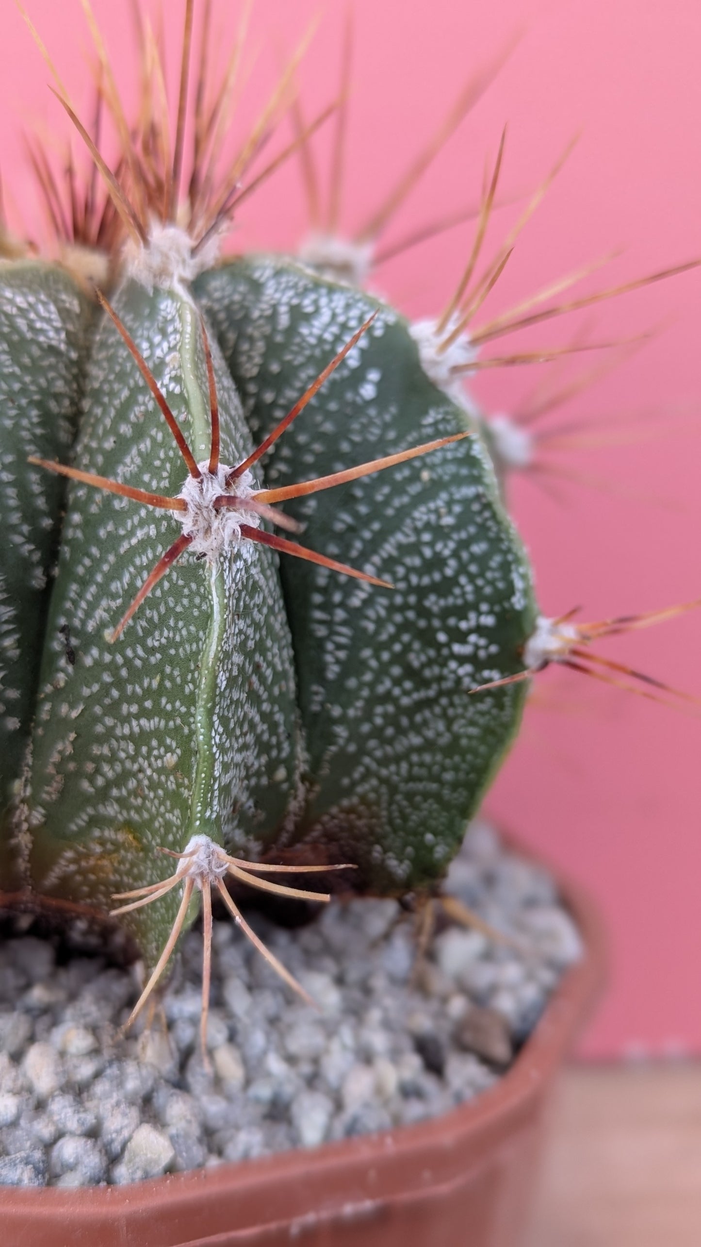 Astrophytum ornatum v. mirbelii