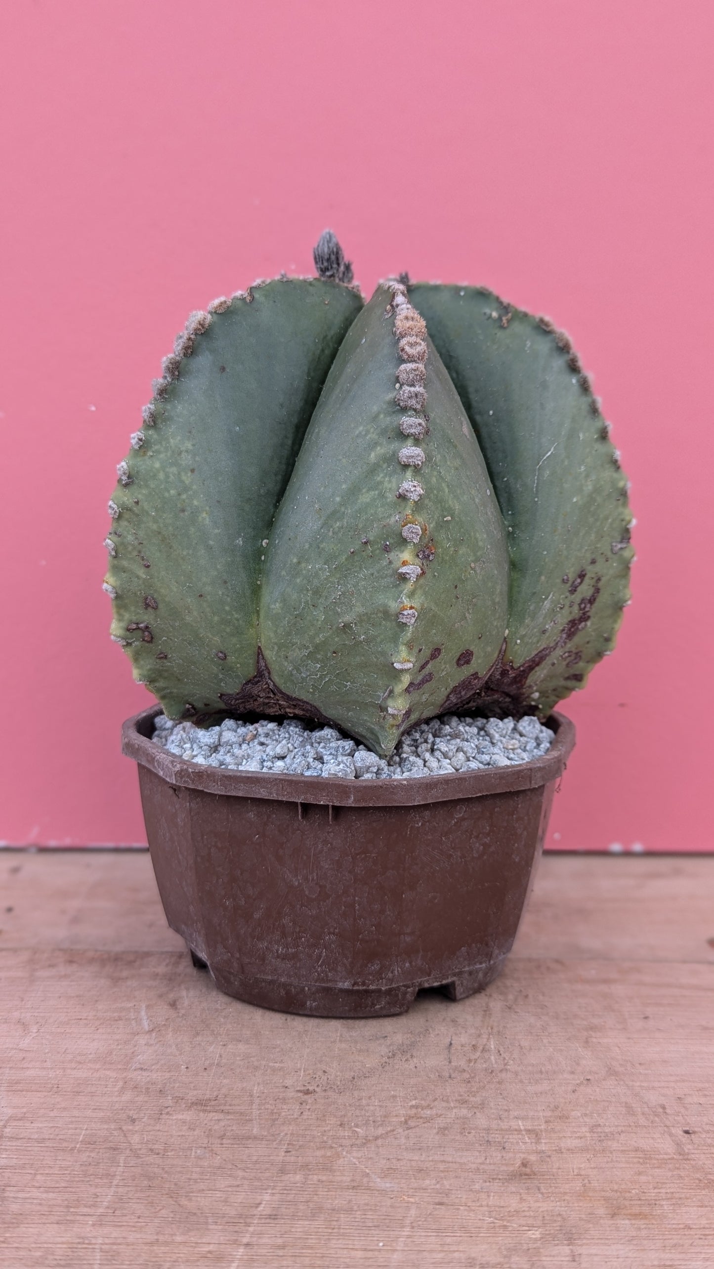 Large Astrophytum myriostigma