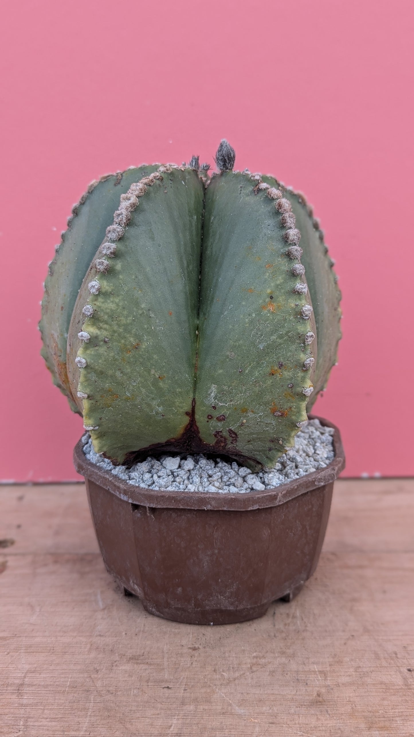 Large Astrophytum myriostigma