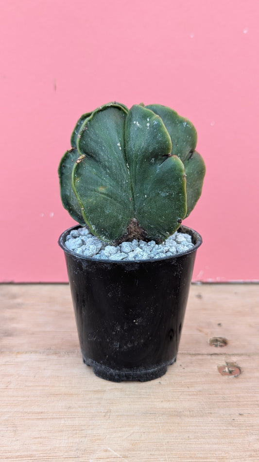 Astrophytum myriostigma 'nudum'