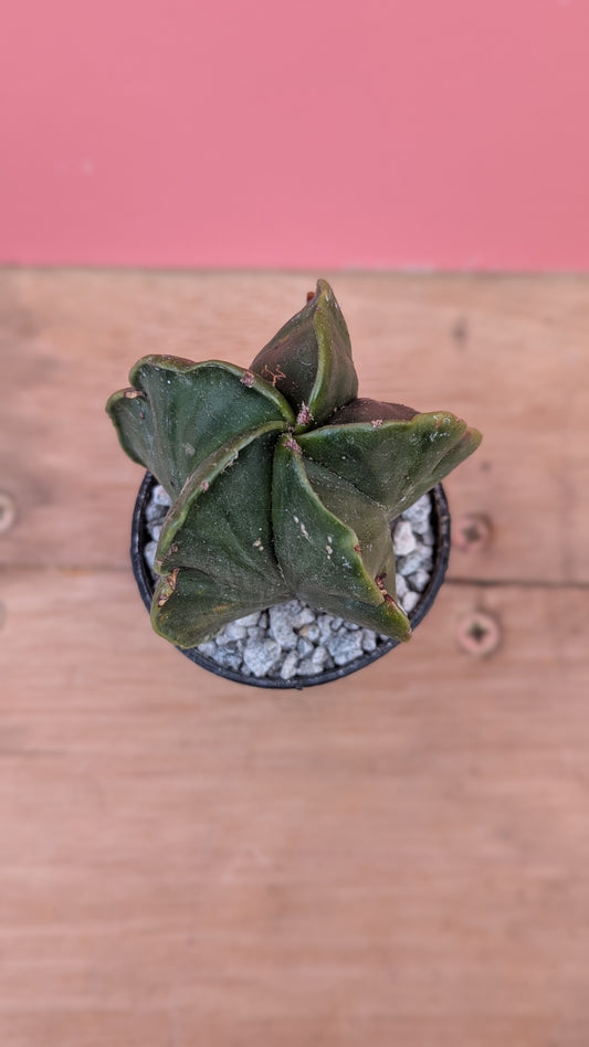 Astrophytum myriostigma 'nudum'