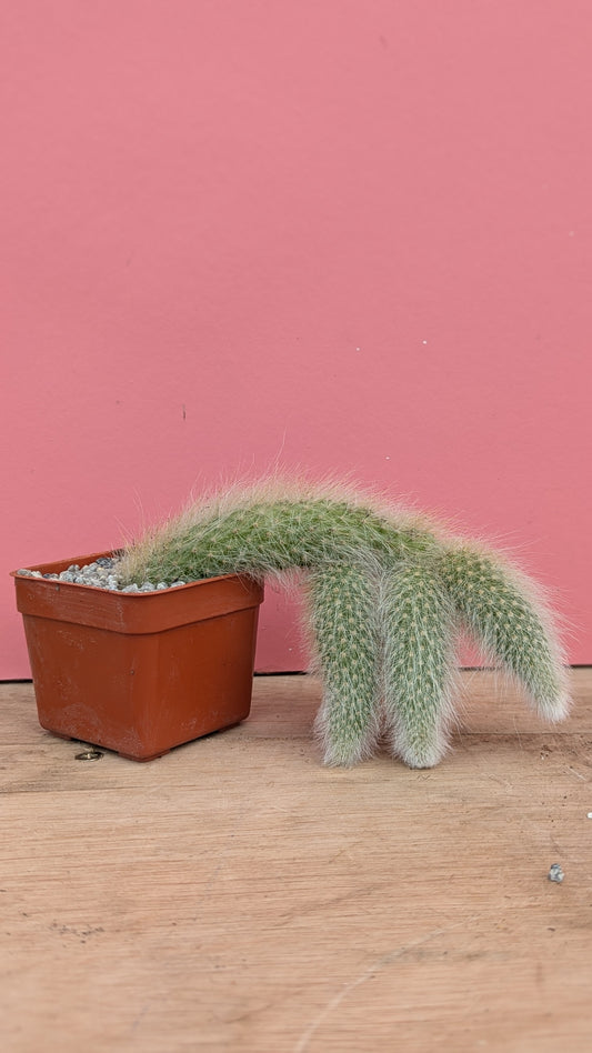 Cleistocactus colademononis 'Monkey Tail Cactus'