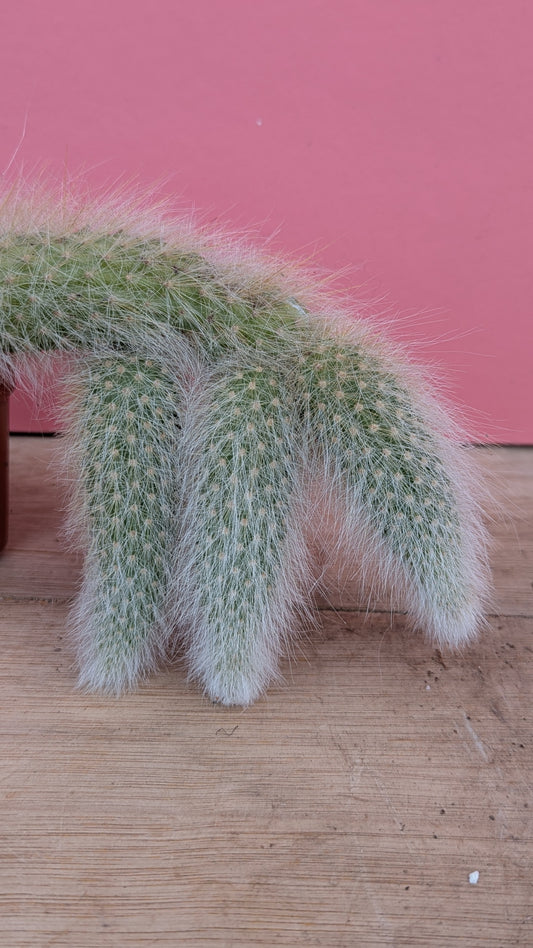 Cleistocactus colademononis 'Monkey Tail Cactus'