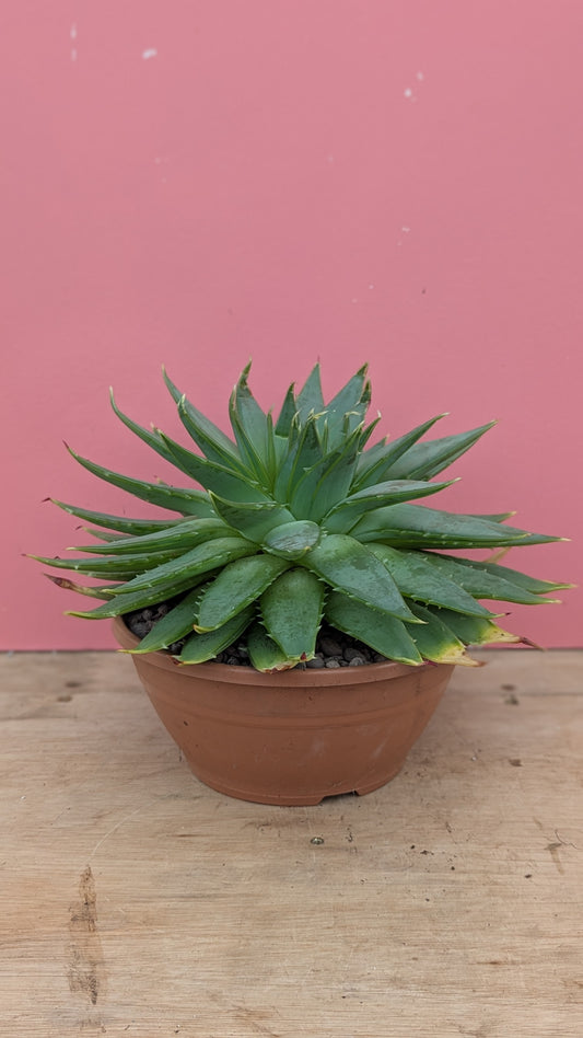 Aloe polyphylla 'Spiral Aloe'