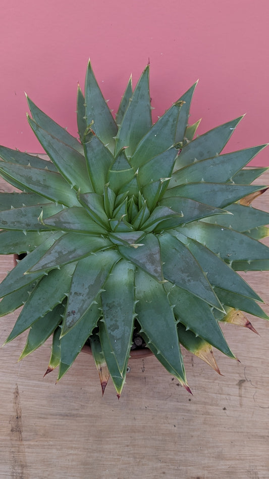 Aloe polyphylla 'Spiral Aloe'