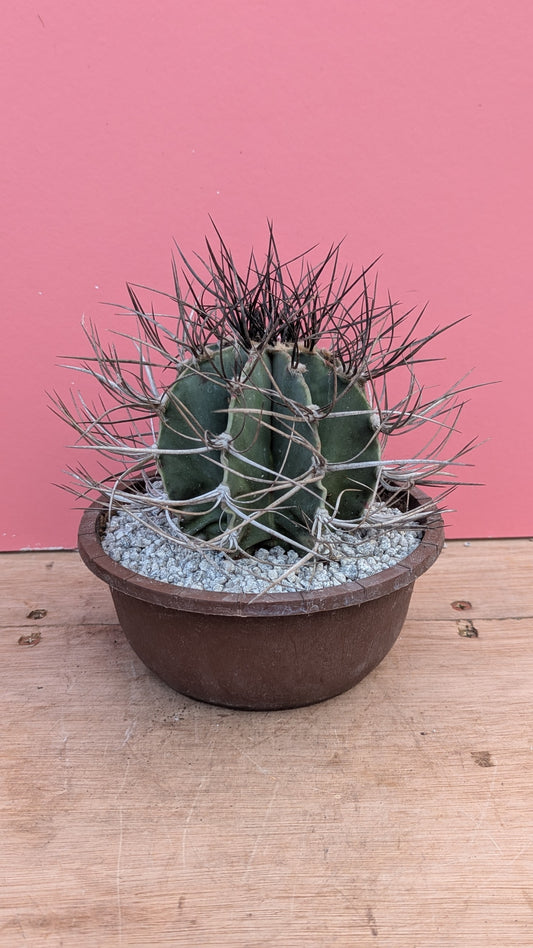 Astrophytum capricorne