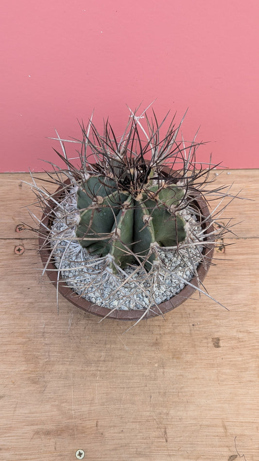 Astrophytum capricorne