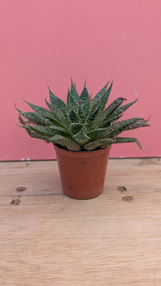 Aloe aristata 'Lace Aloe'