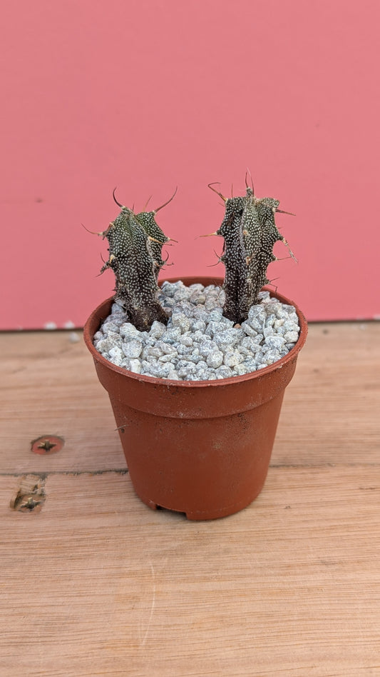 Astrophytum pup