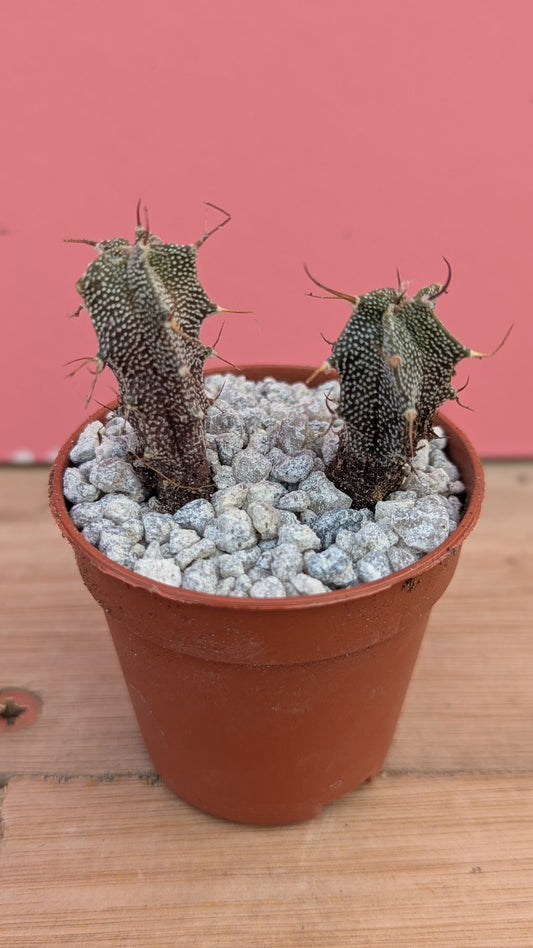 Astrophytum pup