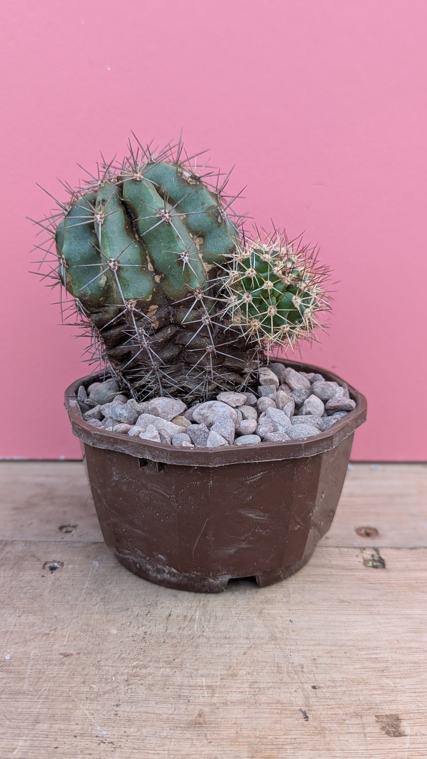 Echinocereus triglochidiatus v. gherneyi