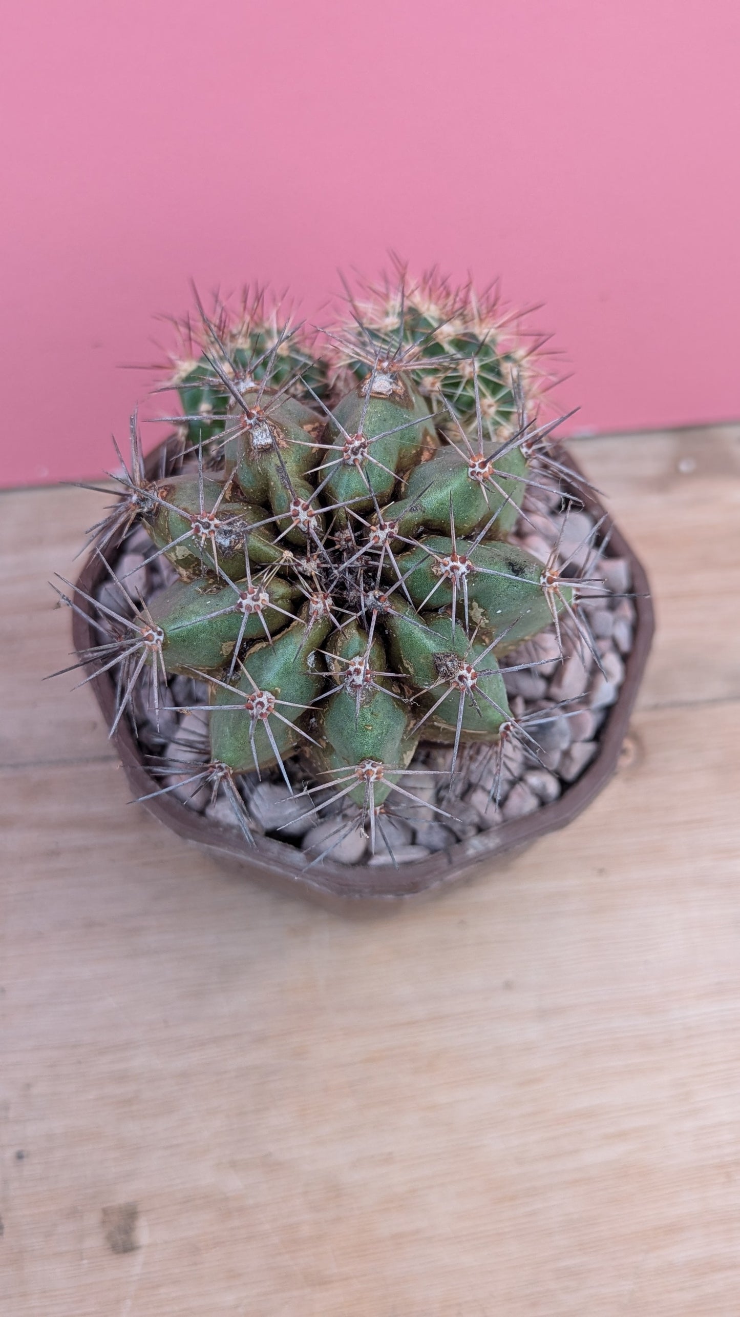 Echinocereus triglochidiatus v. gherneyi