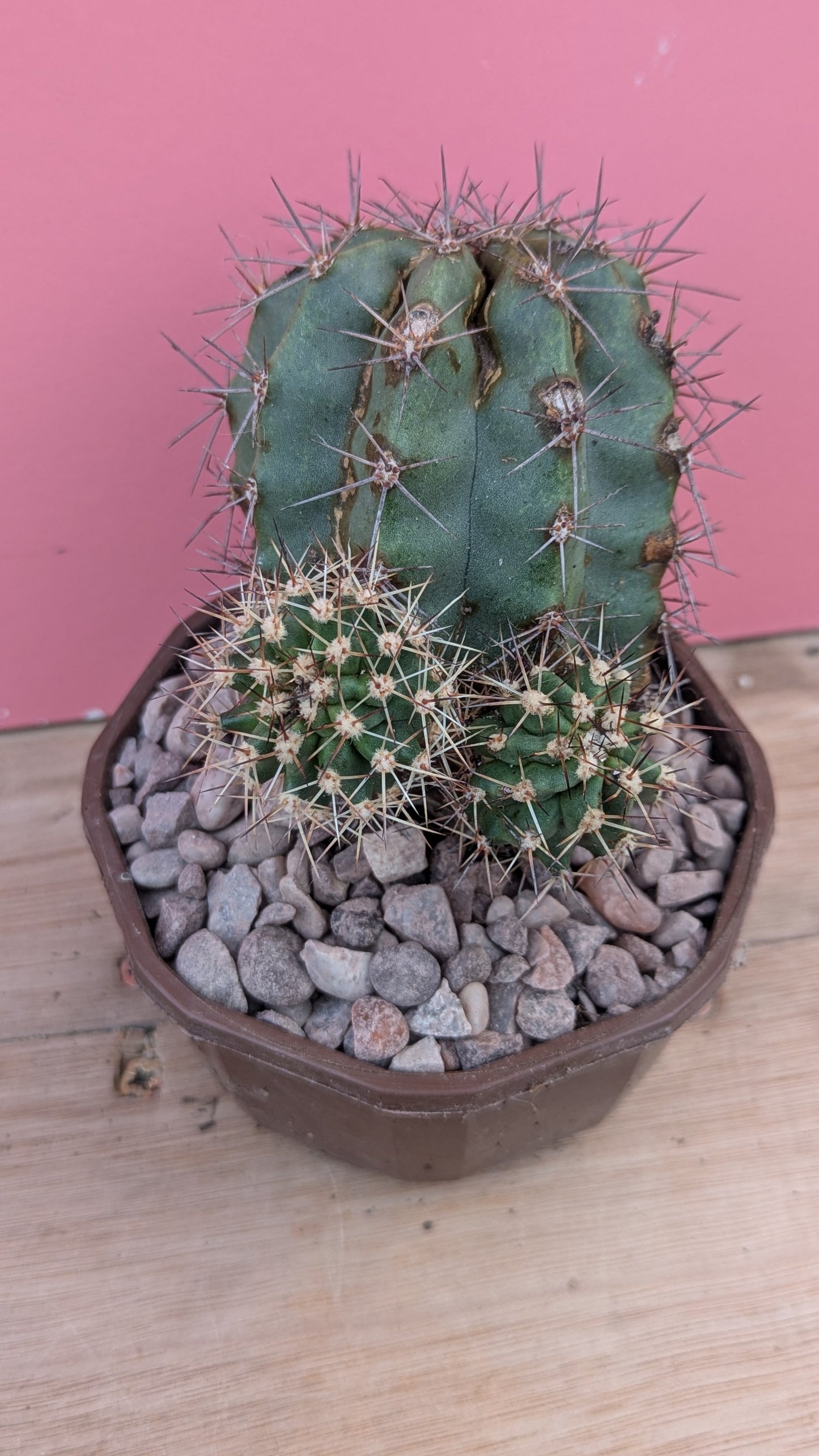 Echinocereus triglochidiatus v. gherneyi