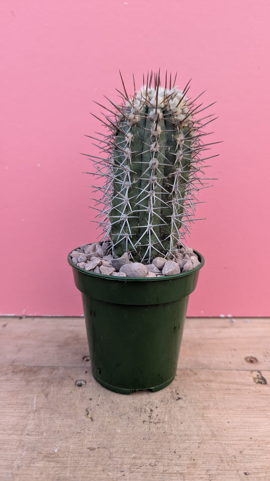 Copiapoa marginata