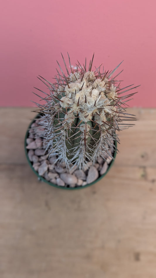 Copiapoa marginata